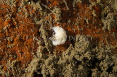 Favorinus blianus