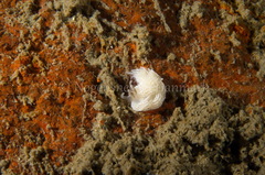 Favorinus blianus