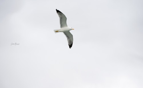 Yellow-legged Gull