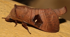 Metanastria gemella