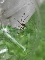 Leucauge venusta