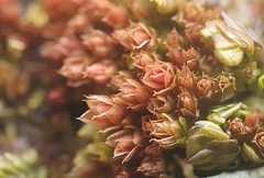 Ptychostomum pallens