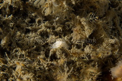 Favorinus blianus