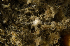 Favorinus blianus