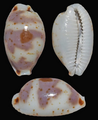Bistolida ursellus