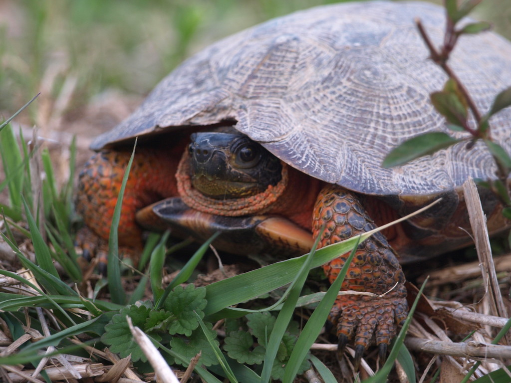 Wood Turtle in April 2022 by Matthew Gerke · iNaturalist