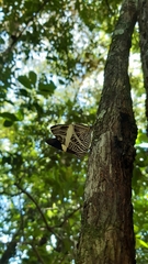 Colobura dirce