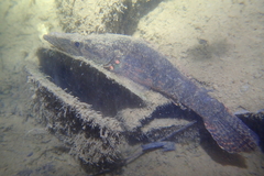 Butis humeralis