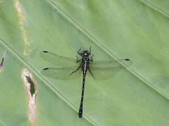 Sinogomphus formosanus
