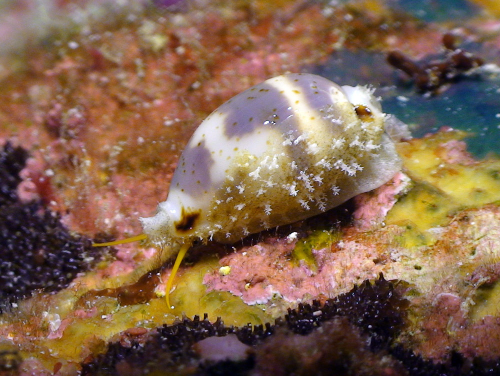 little bear cowrie