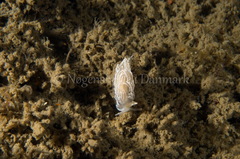 Favorinus blianus