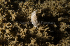 Favorinus blianus