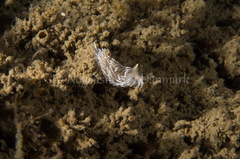 Favorinus blianus