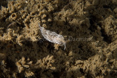 Favorinus blianus