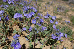Phacelia ciliata