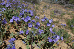 Phacelia ciliata