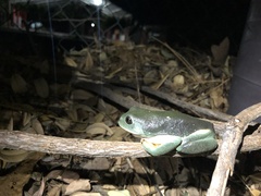 Agalychnis dacnicolor