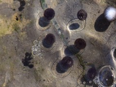 Ambystoma 'unisexual complex'