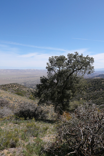 Singleleaf pinyon (Pinus monophylla)