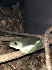 Agalychnis dacnicolor