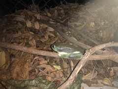 Agalychnis dacnicolor