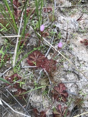 Drosera