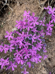 Phlox nivalis