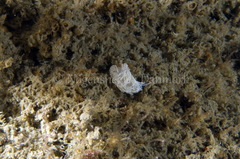 Favorinus blianus