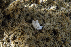Favorinus blianus
