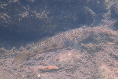 Rhinogobius similis