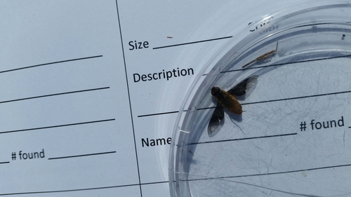 Chrysanthrax cypris image