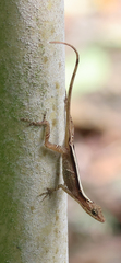 Anolis apletophallus