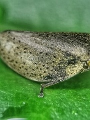 Plinia punctipennis