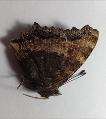 Nymphalis xanthomelas