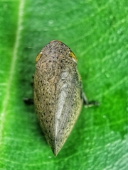 Plinia punctipennis