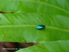 Endelus cupido