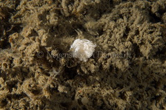 Favorinus blianus