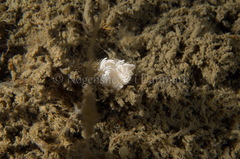 Favorinus blianus