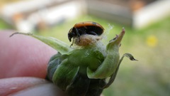 Dinocampus coccinellae