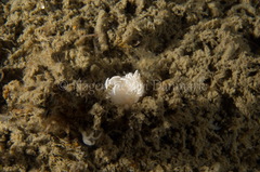 Favorinus blianus