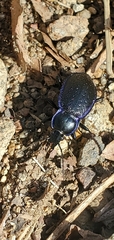 Carabus serratus