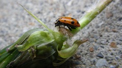 Dinocampus coccinellae