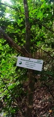 Nectaropetalum zuluense