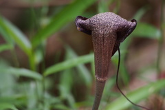 Arisaema thunbergii urashima