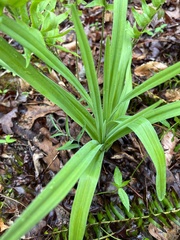 Melanthieae