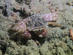 Metopograpsus messor