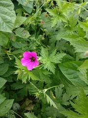 Geranium psilostemon