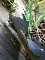 Anolis carolinensis
