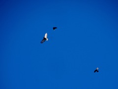 Buteo jamaicensis