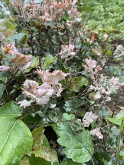 Cystotheca lanestris